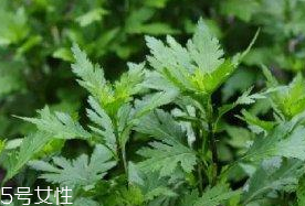 菊花腦是溫性還是涼性？菊花腦是涼性嗎？