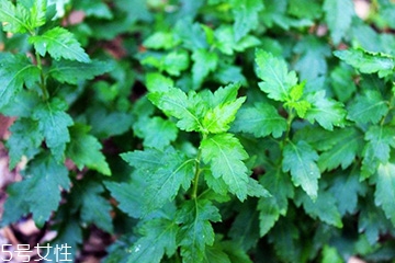 菊花腦的種植 菊花腦怎么種？