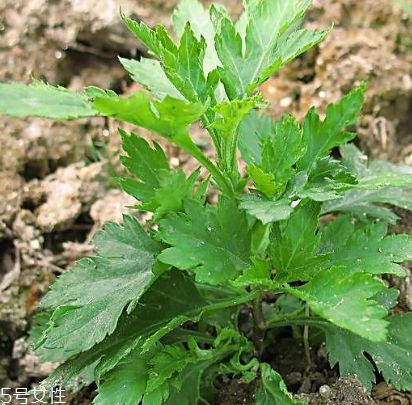菊花腦能吃嗎？菊花腦的味道