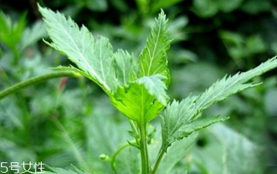 菊花腦能吃嗎？菊花腦的味道