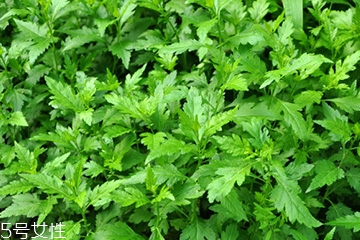菊花腦可以涼拌嗎？菊花腦涼拌好吃嗎？
