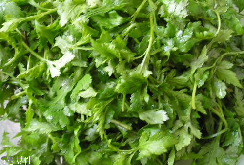 菊花腦是苦的嗎？菊花腦苦不苦？