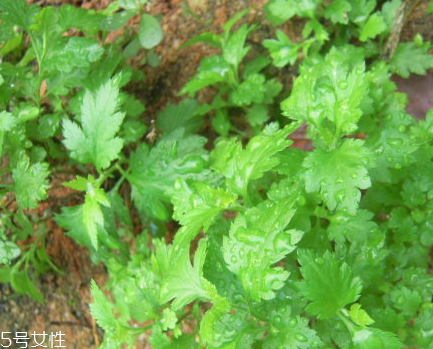菊花腦和南瓜能一起吃嗎？菊花腦能和水果一起吃嗎？