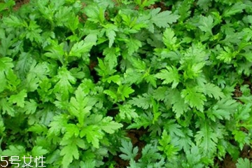 菊花腦怎么挑選？菊花腦選購技法