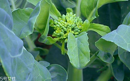 芥蘭能炒牛肉嗎？芥蘭炒牛肉的做法