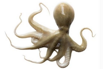 章魚是什么顏色？章魚是什么樣子？