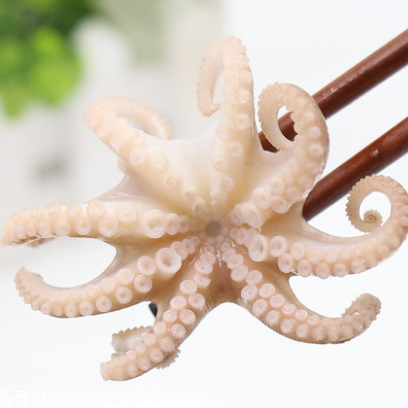 章魚是什么顏色？章魚是什么樣子？