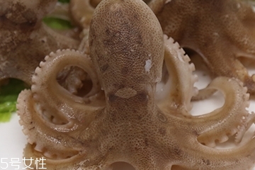 章魚是軟體動物嗎？章魚屬于軟體動物嗎？