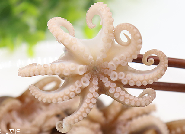 章魚是軟體動物嗎？章魚屬于軟體動物嗎？