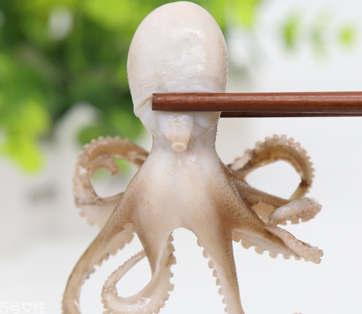 章魚是軟體動物嗎？章魚屬于軟體動物嗎？