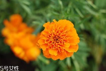 防藍(lán)光吃什么對(duì)眼睛好 眼睛防藍(lán)光的方法有哪些 防藍(lán)光吃什么對(duì)眼睛好 眼睛防藍(lán)光的方法有哪些