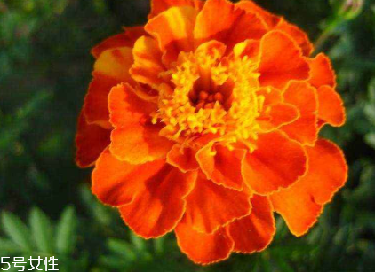 防藍(lán)光吃什么對(duì)眼睛好 眼睛防藍(lán)光的方法有哪些 防藍(lán)光吃什么對(duì)眼睛好 眼睛防藍(lán)光的方法有哪些