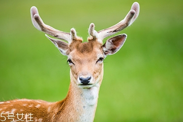 鹿肉是什么鹿的肉？吃鹿肉犯法嗎？