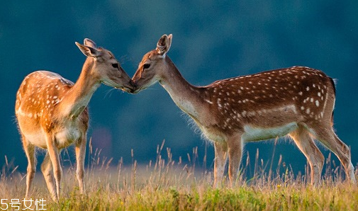 鹿肉是什么鹿的肉？吃鹿肉犯法嗎？
