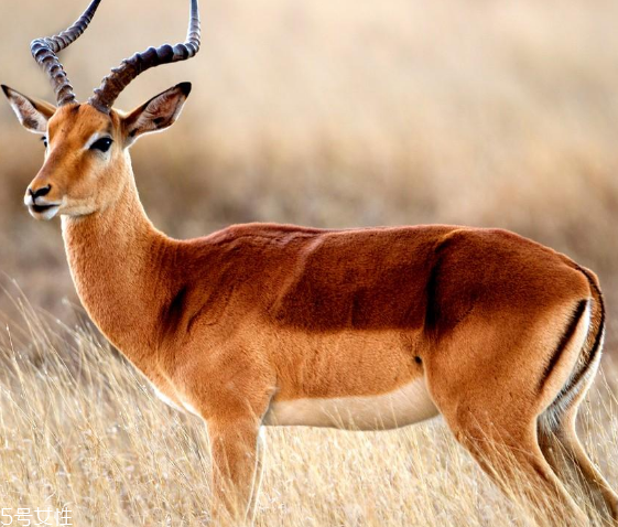 鹿肉是什么鹿的肉？吃鹿肉犯法嗎？