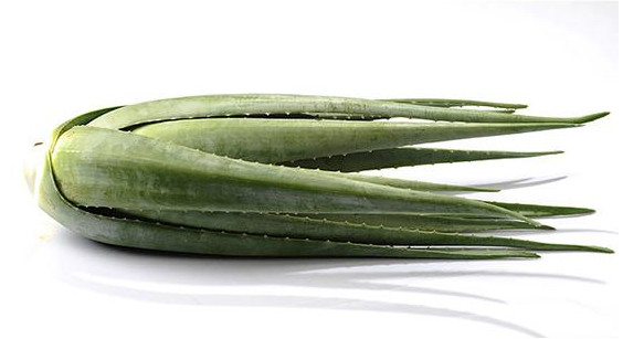 蘆薈有哪些美容功效 蘆薈的美容功效與作用 蘆薈有哪些美容功效 蘆薈的美容功效與作用