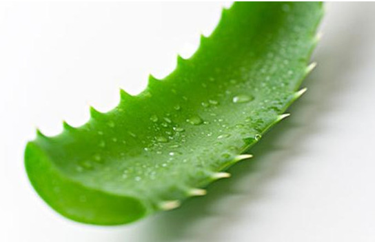 蘆薈有哪些美容功效 蘆薈的美容功效與作用 蘆薈有哪些美容功效 蘆薈的美容功效與作用