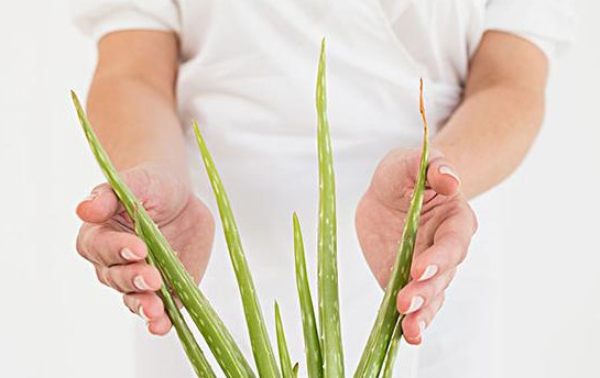 蘆薈有哪些美容功效 蘆薈的美容功效與作用 蘆薈有哪些美容功效 蘆薈的美容功效與作用