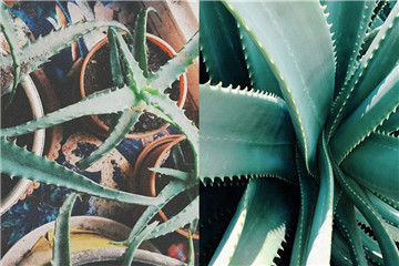 蘆薈有哪些美容功效 蘆薈的美容功效與作用 蘆薈有哪些美容功效 蘆薈的美容功效與作用