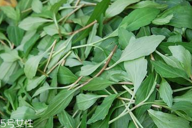 馬蘭頭對(duì)人的好處？馬蘭頭有什么好處？