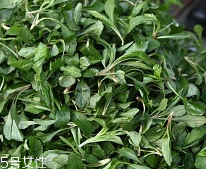 馬蘭頭是板藍根嗎？
