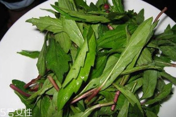 馬蘭頭是馬齒莧嗎？馬蘭頭和馬齒莧的區(qū)別