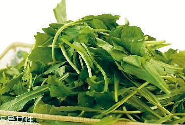 馬蘭頭是馬齒莧嗎？馬蘭頭和馬齒莧的區(qū)別