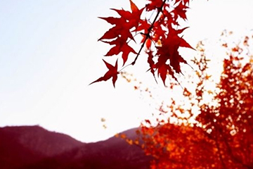 楓葉紅發(fā)色會不會太紅？楓葉紅發(fā)色日常嗎