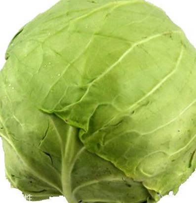 牛心菜怎么種植？牛心菜能種嗎？