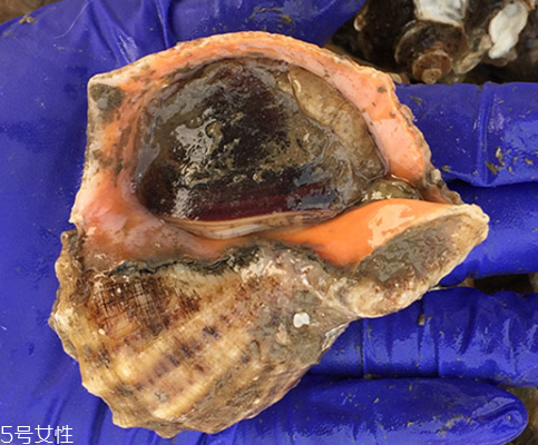 海螺開水還是冷水下鍋？海螺冷水還是熱水煮？