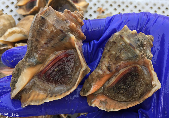 海螺開水還是冷水下鍋？海螺冷水還是熱水煮？