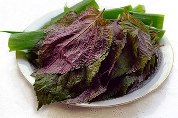 紫蘇葉有什么作用？紫蘇葉的作用