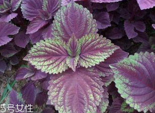 紫蘇葉有什么作用？紫蘇葉的作用