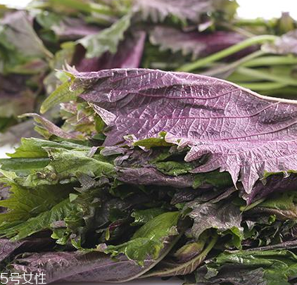 紫蘇葉有什么作用？紫蘇葉的作用