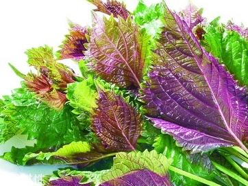 紫蘇葉的養(yǎng)殖方法 紫蘇葉怎么養(yǎng)殖？