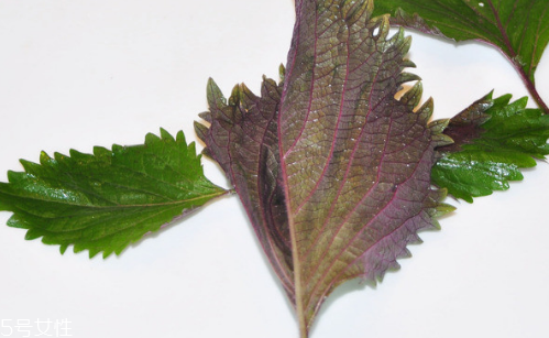 紫蘇葉的養(yǎng)殖方法 紫蘇葉怎么養(yǎng)殖？