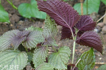 紫蘇葉的養(yǎng)殖方法 紫蘇葉怎么養(yǎng)殖？