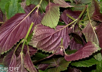 紫蘇葉怎么吃？干紫蘇葉怎么吃？