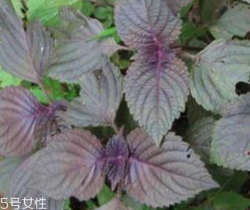 紫蘇葉怎么吃？干紫蘇葉怎么吃？