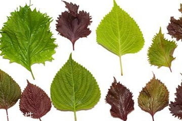 紫蘇葉怎么吃？干紫蘇葉怎么吃？