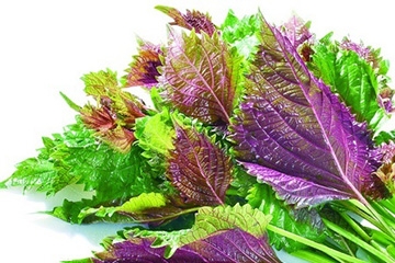 紫蘇葉的好處 紫蘇葉能治感冒嗎？