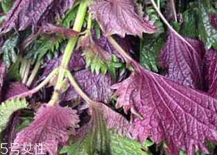 紫蘇葉的好處 紫蘇葉能治感冒嗎？