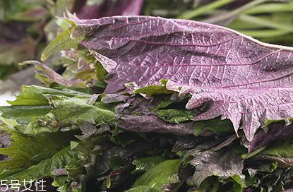 紫蘇葉的好處 紫蘇葉能治感冒嗎？