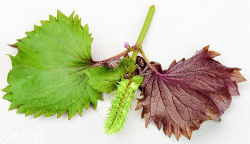 紫蘇葉是中藥嗎？紫蘇葉的藥用價值是什么？