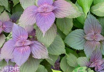 紫蘇葉是中藥嗎？紫蘇葉的藥用價值是什么？