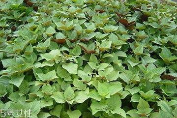 紫蘇葉能做成干紫蘇葉嗎？紫蘇葉怎么做成干紫蘇葉呢？