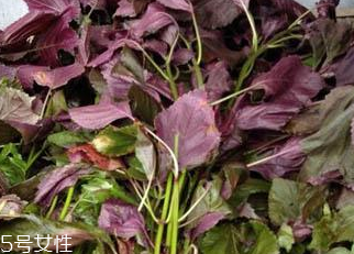 紫蘇葉能做成干紫蘇葉嗎？紫蘇葉怎么做成干紫蘇葉呢？