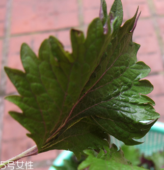 紫蘇葉能做成干紫蘇葉嗎？紫蘇葉怎么做成干紫蘇葉呢？