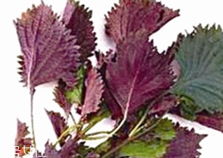 紫蘇葉能治皮膚過(guò)敏嗎？