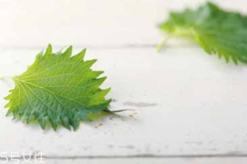 紫蘇葉能治皮膚過(guò)敏嗎？